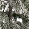Detail stromčeka Umelý vianočný stromček FULL 3D Jedlička Jagavá. Stromček má zasnežené vetvičky