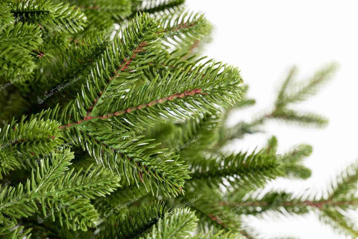 Detailna fotka vianočného stromčeka FULL 3D Smrek Švajčiarsky, má svetlozelené ihličie