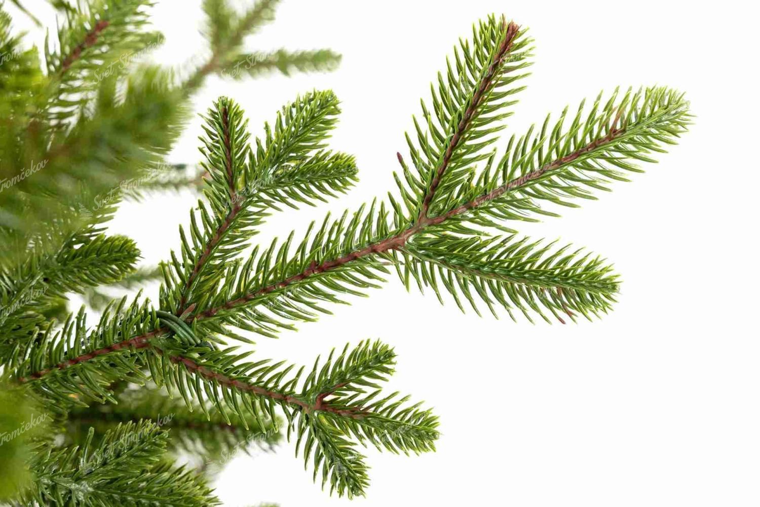 Detailna fotka vianočného stromčeka FULL 3D Smrek Švajčiarsky, má svetlozelené ihličie