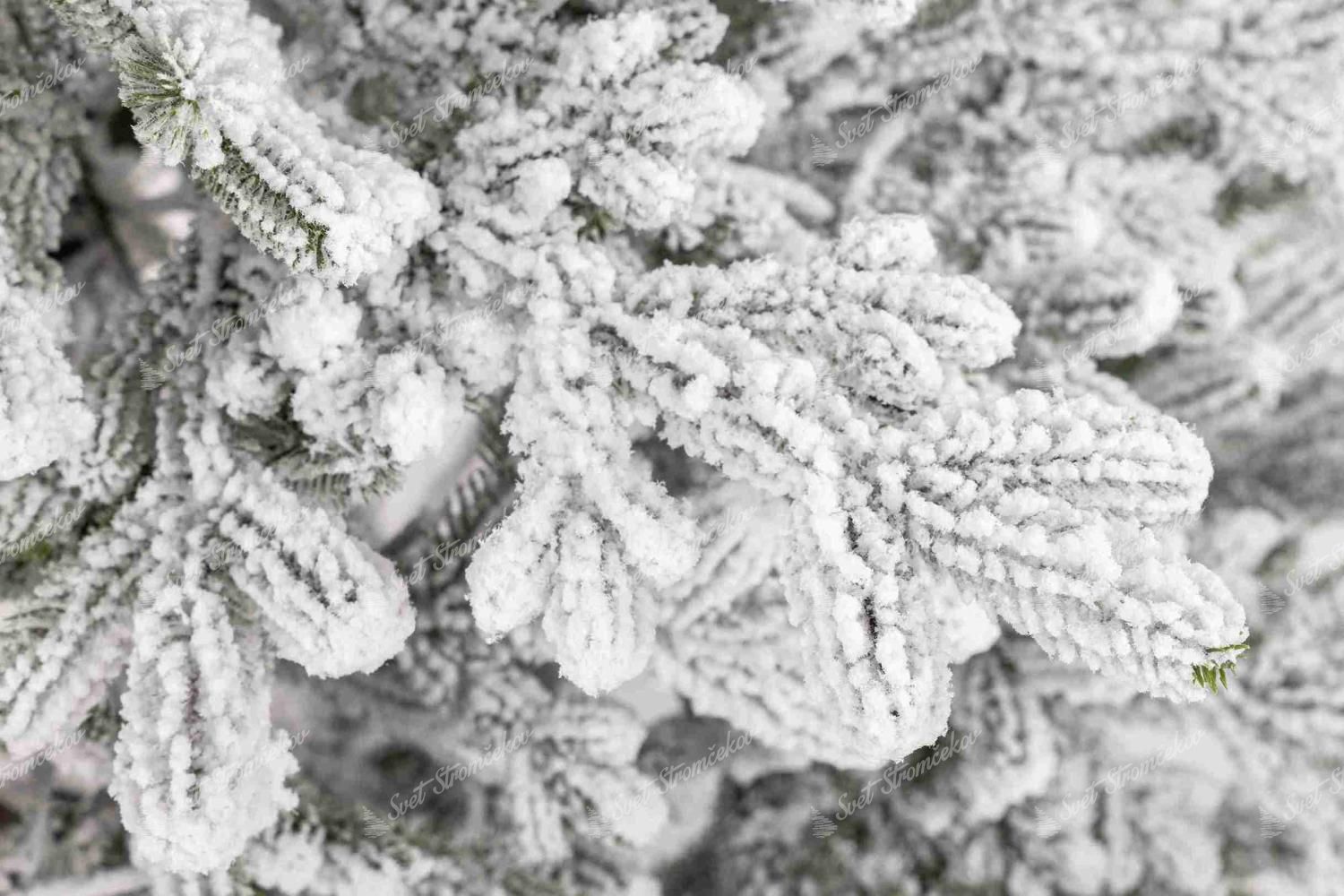 Detail vetvičky vianočného stromčeka FULL 3D Smrek Švajčiarsky Zasnežený, má husto zasnežené ihličie