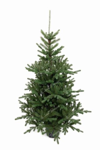 Umetno božično drevo v lončku 3D Smreka Tirolska
